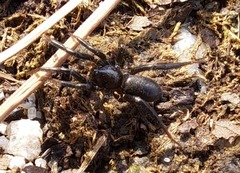 Gnaphosa kompirensis