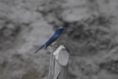 Cyornis rubeculoides