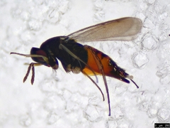 Elasmus margiscutellum