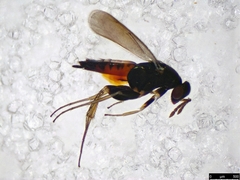 Elasmus margiscutellum