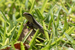 Trachylepis wahlbergii