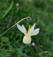 Narcissus triandrus pallidulus