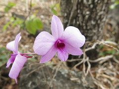 Dendrobium bigibbum