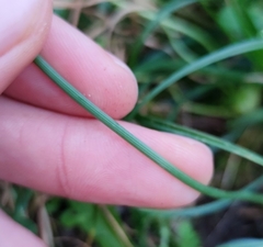 Narcissus triandrus pallidulus