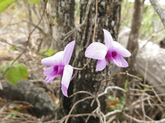 Dendrobium bigibbum