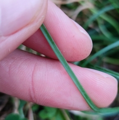 Narcissus triandrus pallidulus