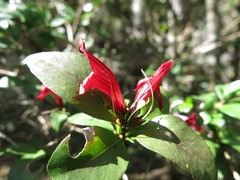 Graptophyllum excelsum