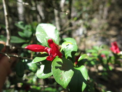 Graptophyllum excelsum