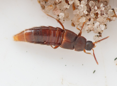 Thiasophila angulata