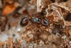 Formicoxenus nitidulus