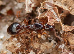 Formicoxenus nitidulus