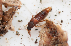 Thiasophila angulata