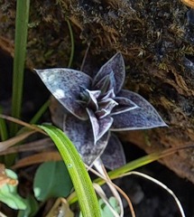 Gentiana zollingeri