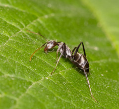 Camponotus parius