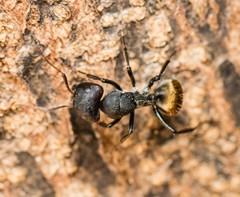 Camponotus sericeus