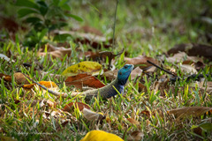 Acanthocercus atricollis