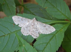 Ascotis reciprocaria