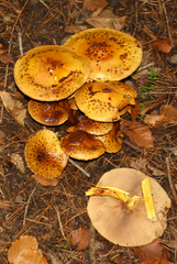 Pholiota jahnii