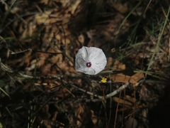 Ipomoea perpartita