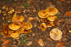 Pholiota jahnii