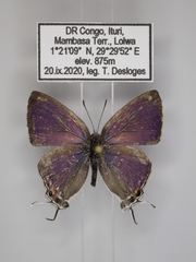 Hypolycaena philippus philippus