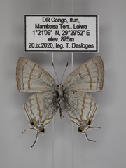 Hypolycaena philippus philippus