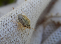 Aeliomorpha