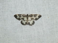 Lomaspilis opis