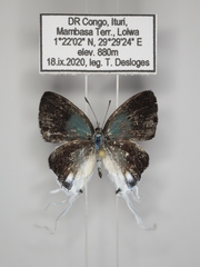Hypolycaena dubia