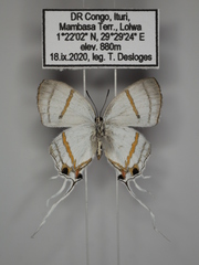 Hypolycaena