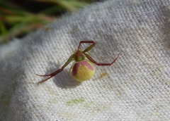 Misumenops rubrodecoratus