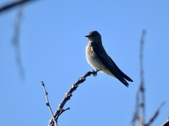 Stelgidopteryx serripennis
