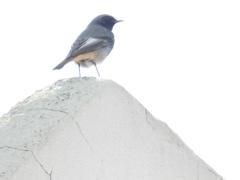 Phoenicurus ochruros