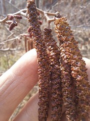 Alnus hirsuta