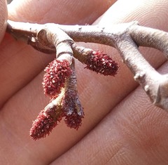 Alnus hirsuta