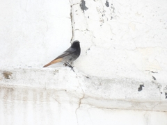 Phoenicurus ochruros