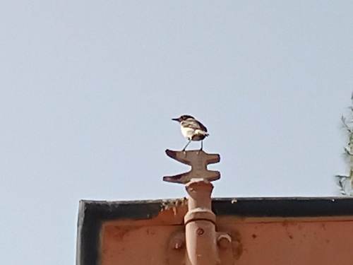 Tarabilla canaria (Saxicola dacotiae)