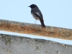 Phoenicurus ochruros