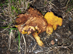 Phylloporus pelletieri