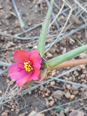 Portulaca kermesina