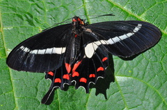 Parides agavus