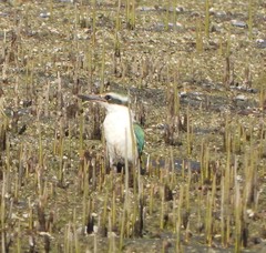 Todiramphus chloris kalbaensis