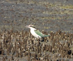 Todiramphus chloris kalbaensis