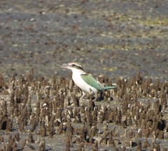 Todiramphus chloris kalbaensis