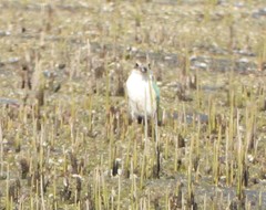 Todiramphus chloris kalbaensis