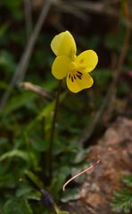 Viola roccabrunensis