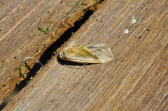 Micrathetis dasarada