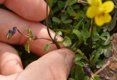 Viola roccabrunensis
