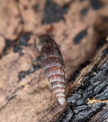 Clausilia