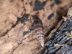 Clausilia